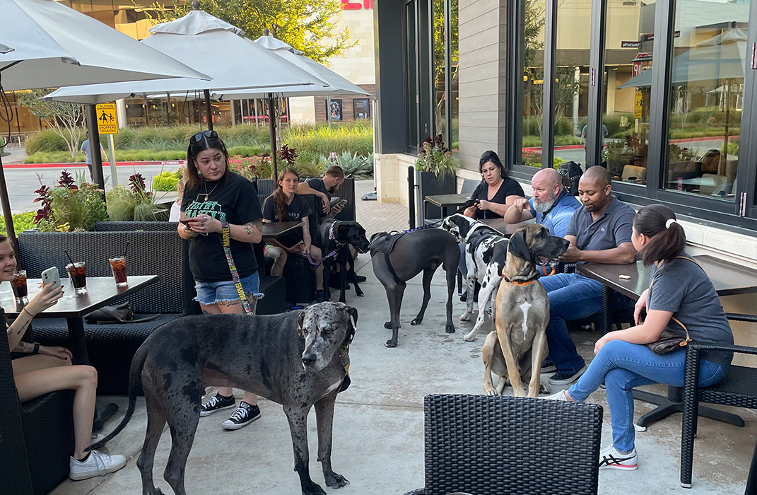 dog-friendly-patios-bottleneck-management